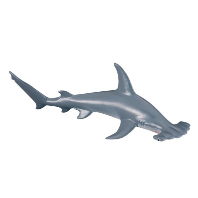 Scalloped Hammerhead Shark - 88045