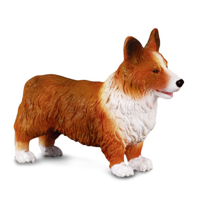 Welsh Corgi - cats-and-dogs