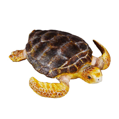 Loggerhead Turtle - 88094