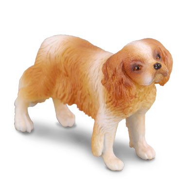 Cavalier King Charles Spaniel - cats-and-dogs
