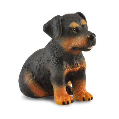 Cachorro de Rottweiler - cats-and-dogs