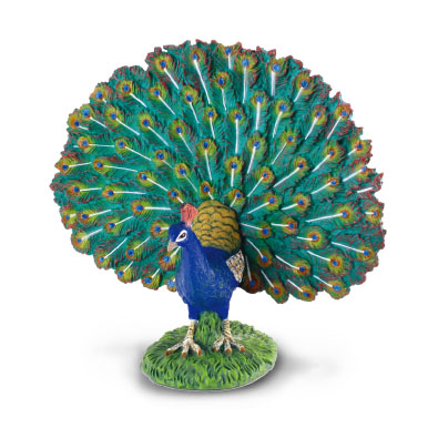 Peacock - farm-life
