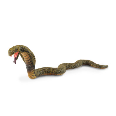 眼镜王蛇 - asia-and-australasia