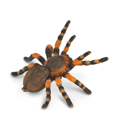 Mexican Redknee Tarantula - insects-and-spiders