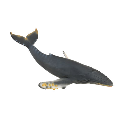 Humpback Whale - oceans
