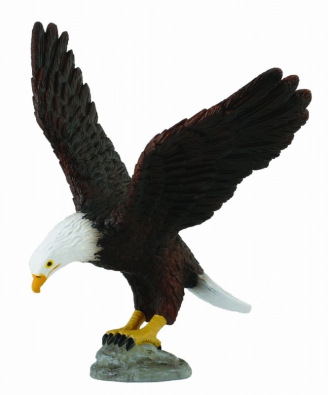American Bald Eagle - north-america
