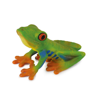 Red-eyed Tree Frog - reptiles-and-amphibians