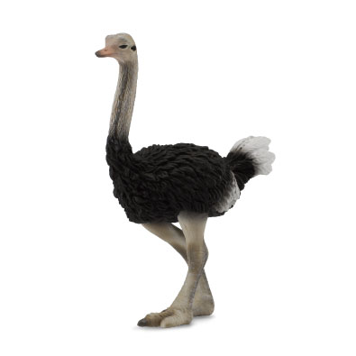 Ostrich - africa