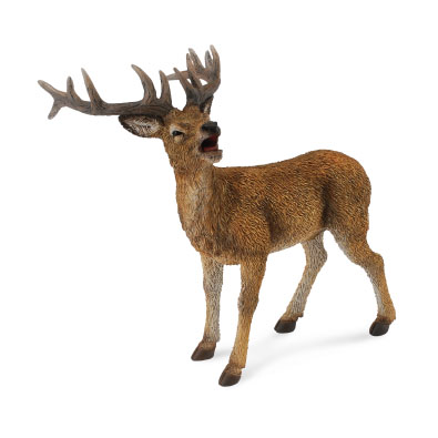 Red Deer Stag - europe