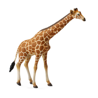Reticulated Giraffe - africa