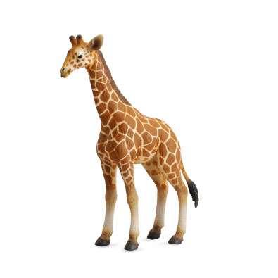 Reticulated Giraffe Calf - africa