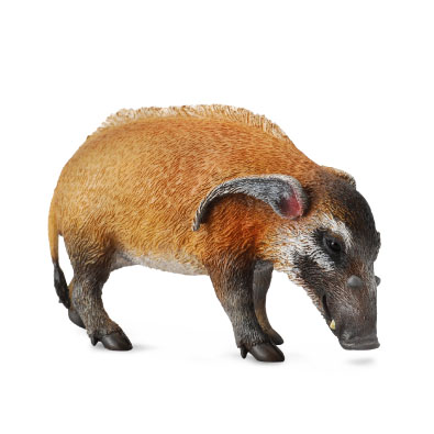 红河猪 - africa
