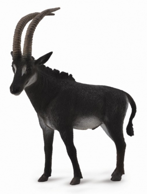 黑马羚羊-雄性 - africa