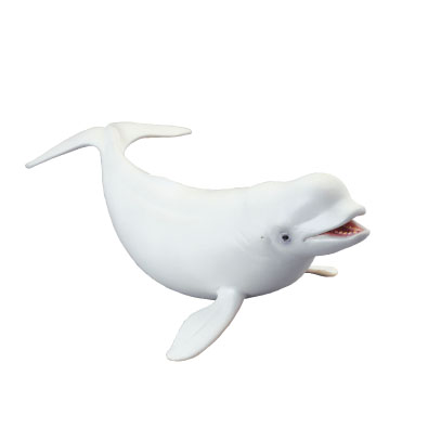 Beluga Whale - oceans