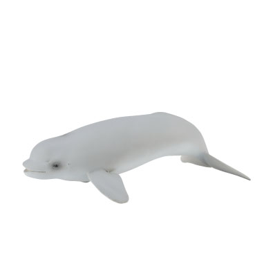 Beluga Calf - oceans