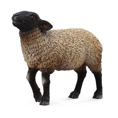 萨福克羊 - farm-life