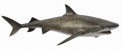 虎鲨 (鼬鲨) - 88661