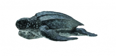 Leatherback Sea Turtle - oceans