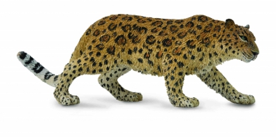 Amur Leopard  - asia-and-australasia