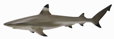 Tiburón Punta Negra de Arrecife - 88726