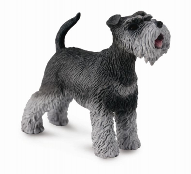 Schnauzer - cats-and-dogs