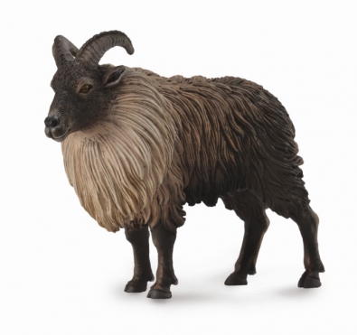 喜玛拉雅塔尔羊 - asia-and-australasia