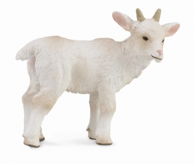 Goat Kid - Standing - farm-life