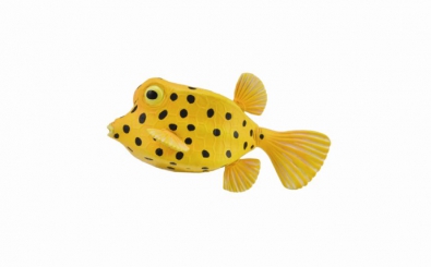 Boxfish - 88788