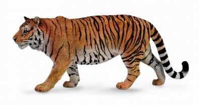 Tigre siberiano - asia-and-australasia