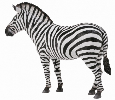 Common Zebra  - 88830