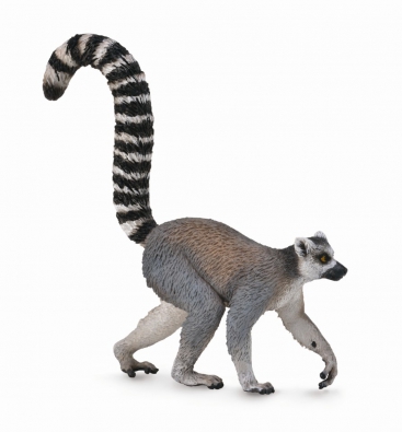 Ring-Tailed Lemur  - africa