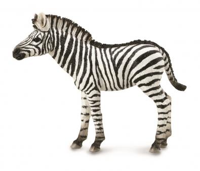 Zebra Foal  - 88850