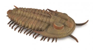 Redlichia rex trilobite - 88906