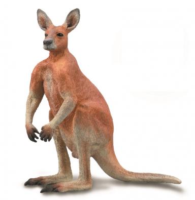 Red Kangaroo - Male - 88942