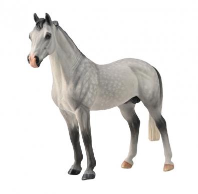 Hanoverian Stallion Dapple Grey  - 88957