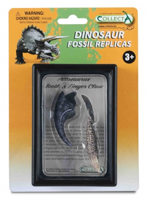 Tooth & Finger Claw of Allosaurus Box Set - 89288