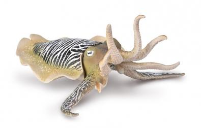 Common Cuttlefish - 80009