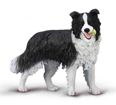 Border Collie - cats-and-dogs