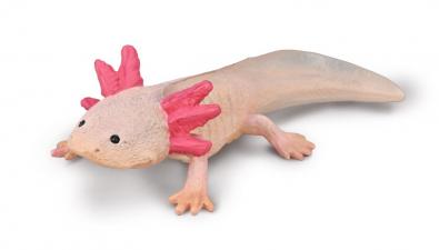 Axolotl