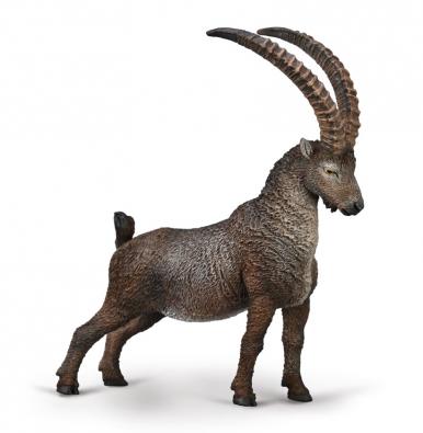 Alpine Ibex - europe