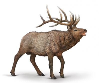 Wapiti (Elk) - north-america