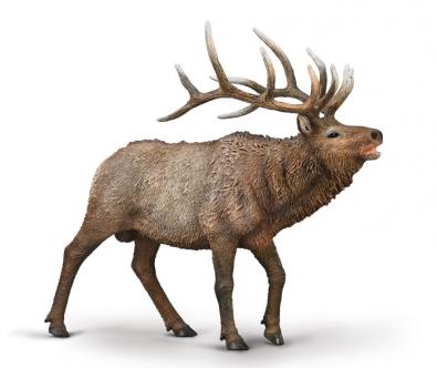 Wapiti (Elk) - 80021