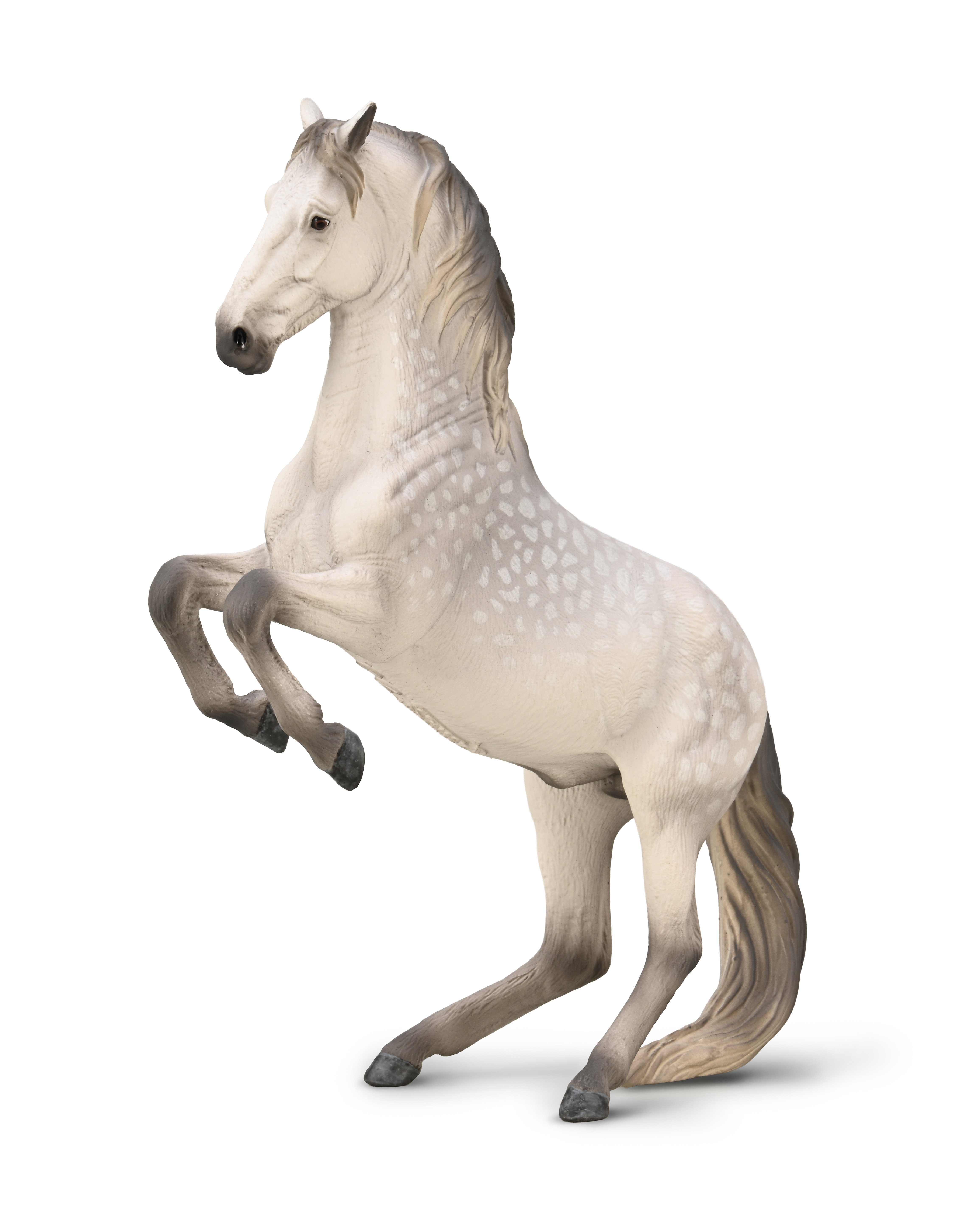 Lipizzaner Stallion Dapple grey