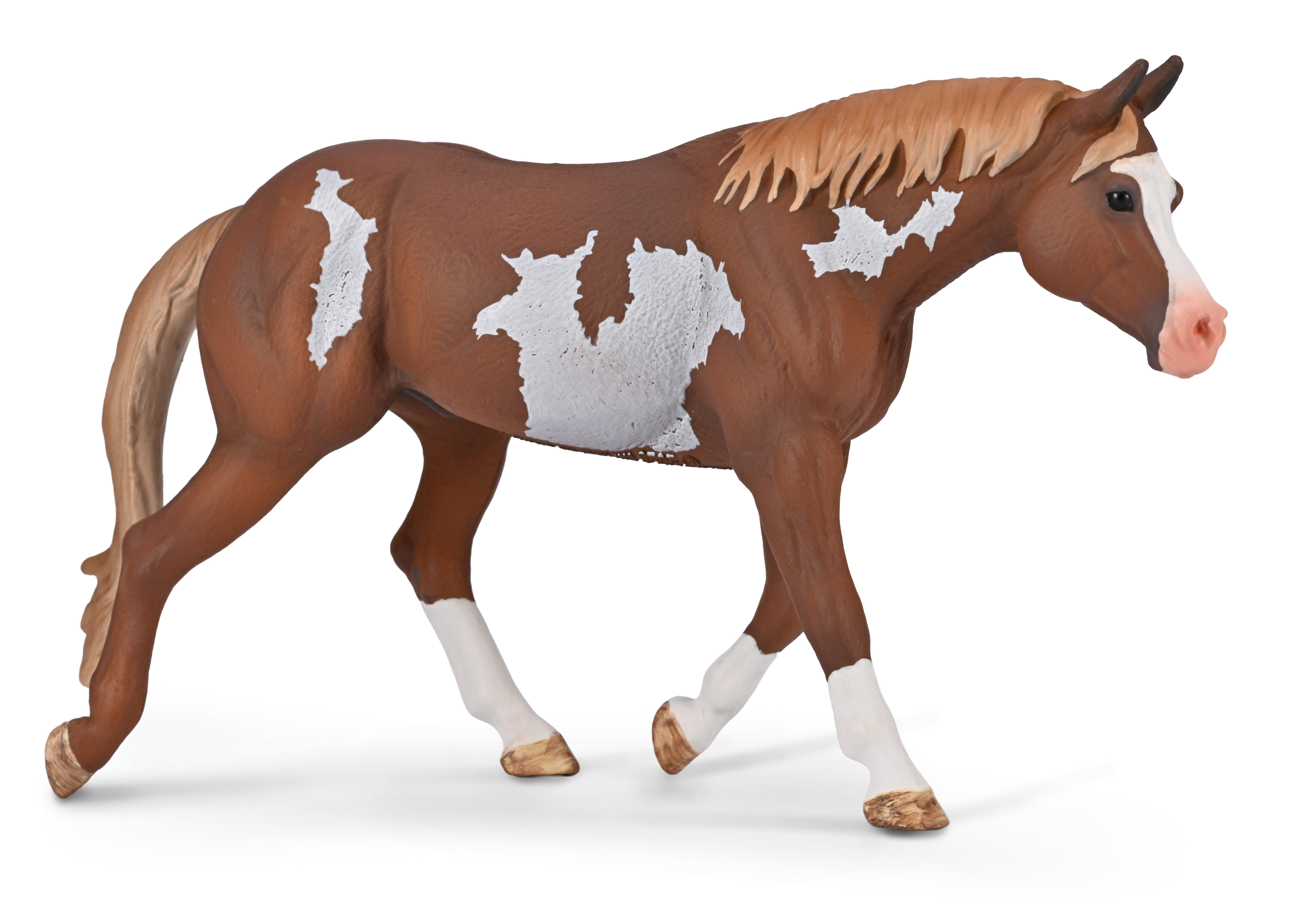 American Paint Horse Stallion Chestnut Overo