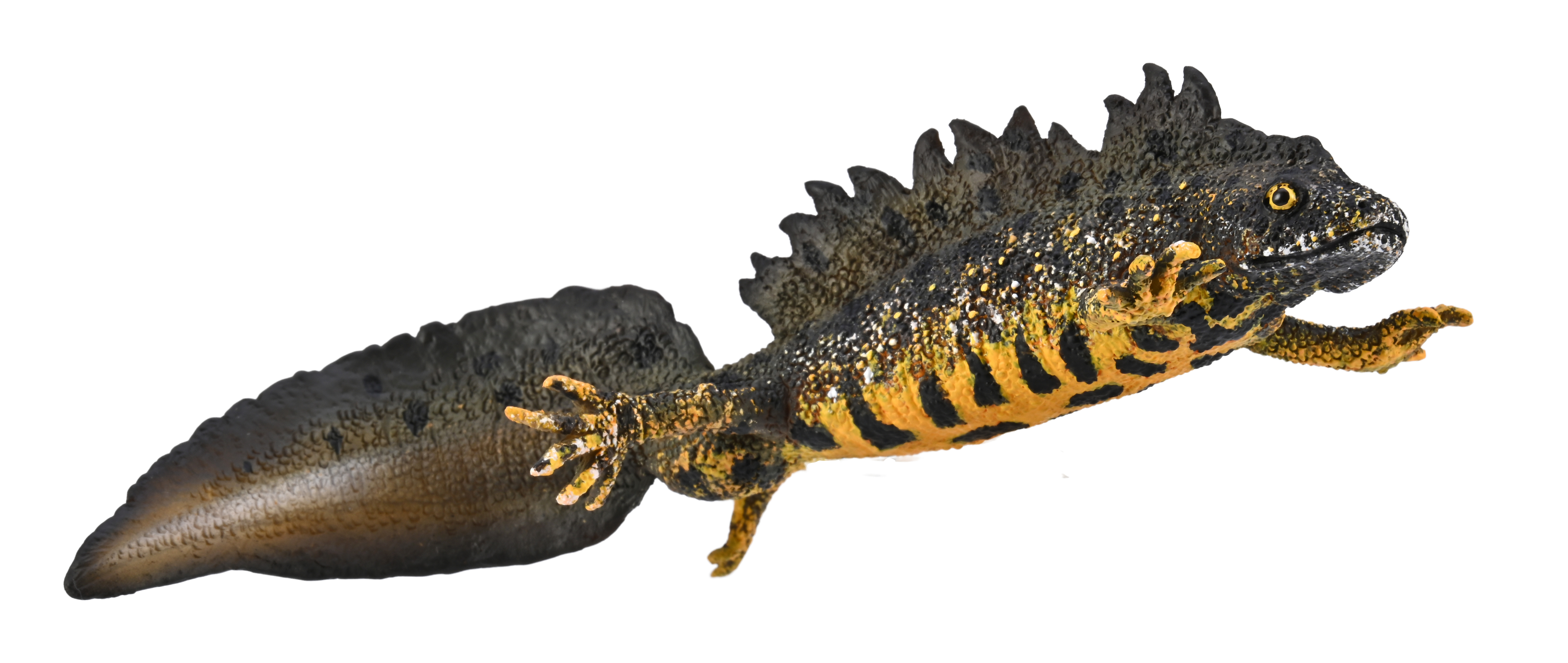 Great Crested Newt - 80064