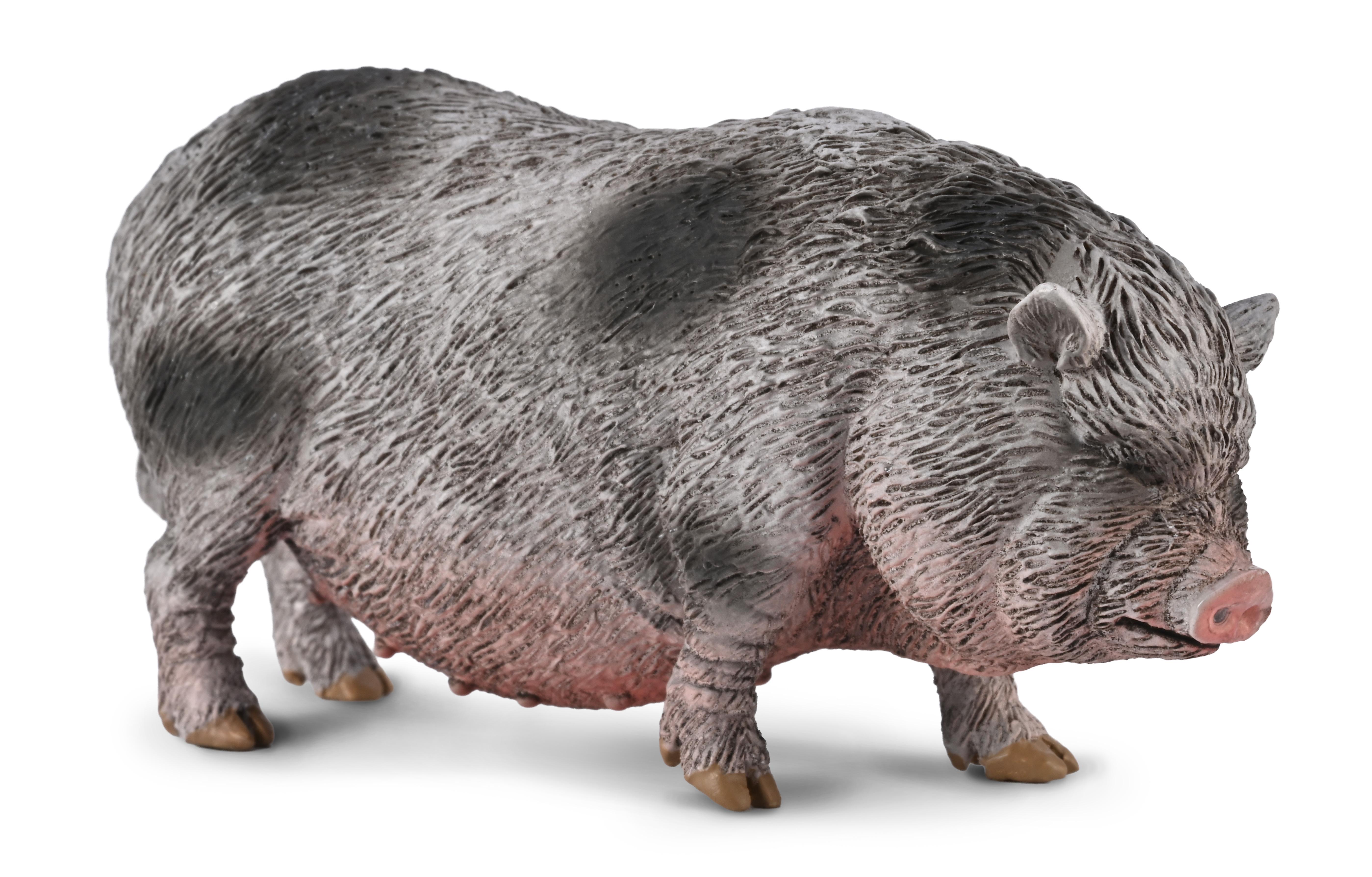 Pot-bellied Pig - 80067