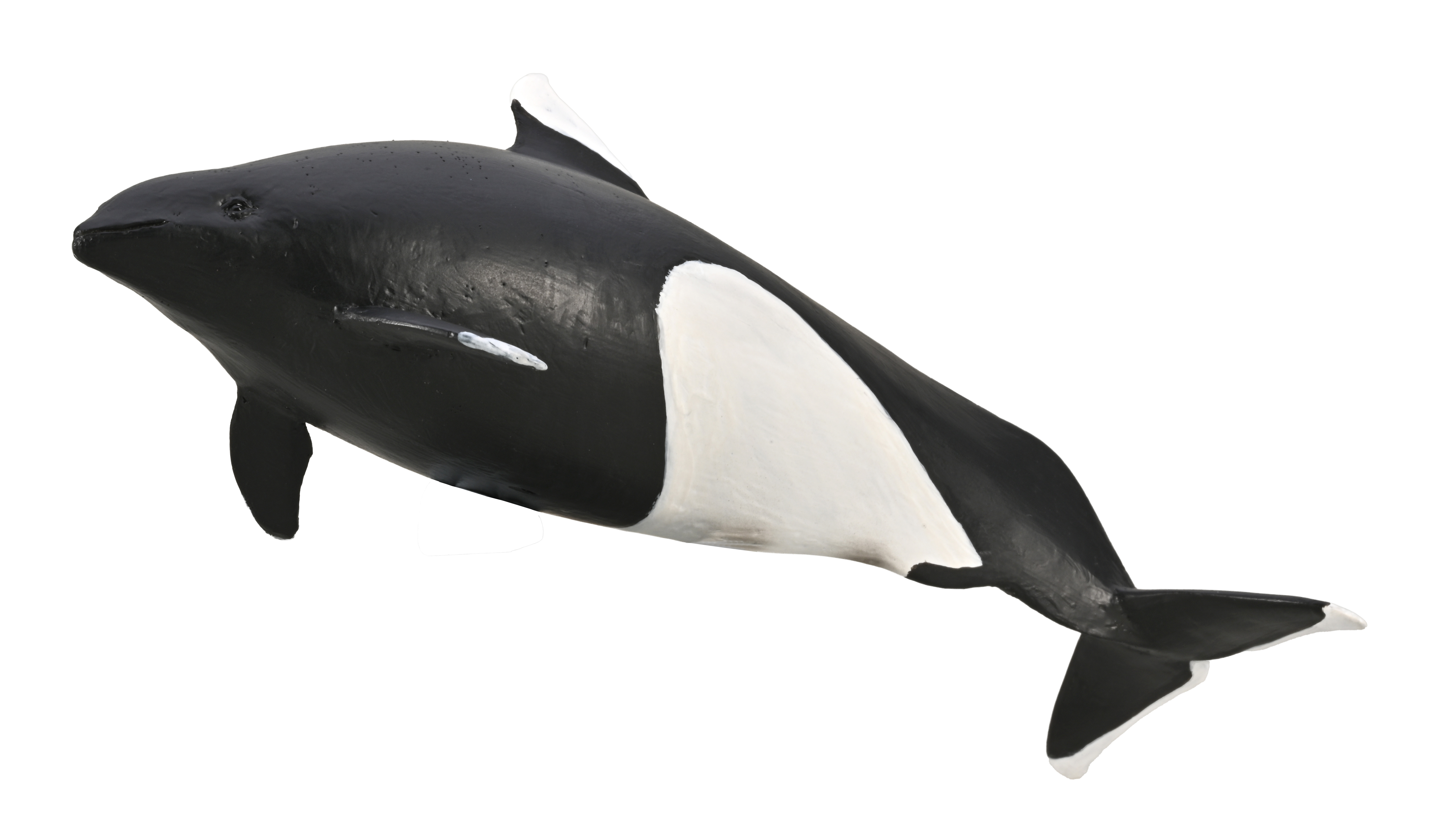 Marsopa de Dall - 80068