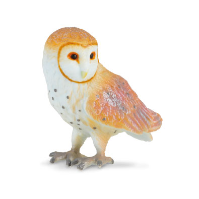 Barn Owl - europe