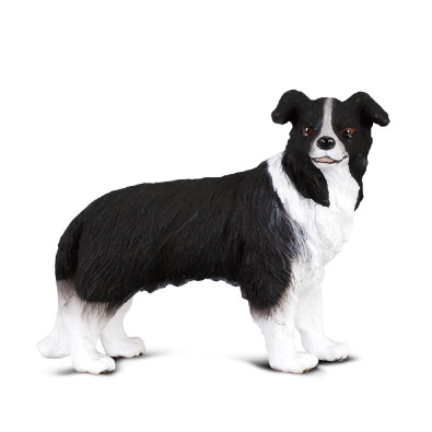 Border Collie - 88010