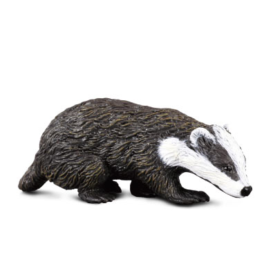 Eurasian Badger - europe